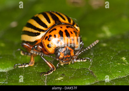 Il Colorado potato beetle, Colorado beetle, potato beetle (Leptinotarsa decemlineata), su una foglia, Germania, Meclemburgo-Pomerania Occidentale Foto Stock