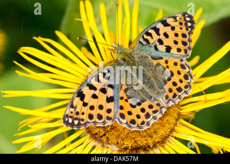 La regina di Spagna fritillary (Argynnis lathonia, Issoria lathonia), sul fiore Telekia, Germania, Meclemburgo-Pomerania Occidentale Foto Stock