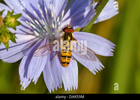 La marmellata di arance hoverfly (Episyrphus balteatus), sul fiore di cicorie, Germania, Meclemburgo-Pomerania Occidentale Foto Stock