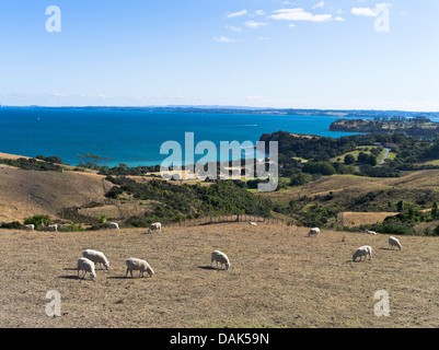 Dh Shakespear Parco Regionale WHANGAPARAOA NUOVA ZELANDA gregge di pecore pascolano sulla penisola Whangaparaoa pascolati prato campo di coltivazione Foto Stock