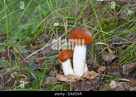 Bolete (Leccinum rufum), due corpi fruttiferi sul suolo della foresta, Germania Foto Stock