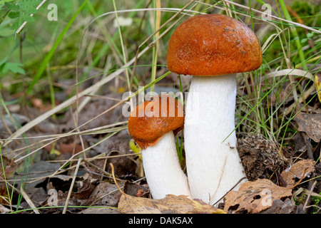 Bolete (Leccinum rufum), due corpi fruttiferi sul suolo della foresta, Germania Foto Stock