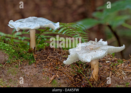 Imbuto di anice (Clitocybe odora), due corpi fruttiferi sul suolo della foresta, Germania, Meclemburgo-Pomerania Occidentale Foto Stock