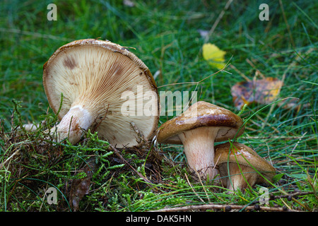 Marrone (rollrim Paxillus involutus), tre corpi fruttiferi a forest floor, Germania, Meclemburgo-Pomerania Occidentale Foto Stock