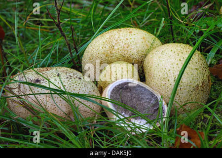 Earthball comune (Scleroderma citrinum), cinque corpi fruttiferi sul suolo della foresta, su di loro dimezzato, Germania Foto Stock