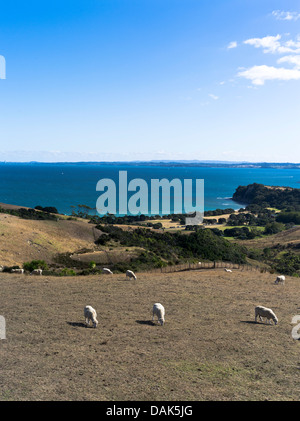 dh Shakespear Regional Park WHANGAPARAOA NUOVO ZELANDA gregge di pecore pascolo Sulla penisola di Whangaaaoa campagna di prato di pecora Foto Stock