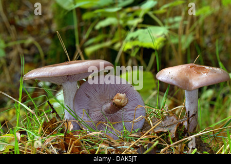 Legno (blewit Lepista nuda), tre corpi fruttiferi sul suolo della foresta, uno di loro si voltò, Germania, Meclemburgo-Pomerania Occidentale Foto Stock
