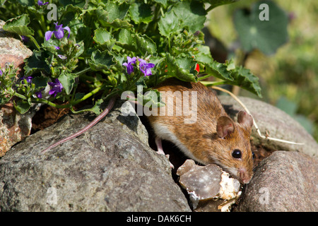 Giallo-colli (mouse Apodemus flavicollis), arrampicata su pietre, Germania, Meclemburgo-Pomerania Occidentale Foto Stock