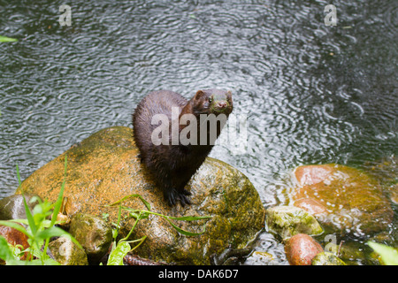 American visoni (Mustela vison, Neovison vison), seduto su una pietra sul pondside dalla pioggia, Germania, Meclemburgo-Pomerania Occidentale Foto Stock