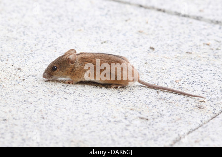 Del vecchio mondo il mouse sul campo, strisce campo mouse (Apodemus agrarius), in esecuzione su una terrazza, Germania, Meclemburgo-Pomerania Occidentale Foto Stock