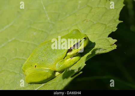 Treefrog europea, treefrog comune, Central European treefrog (Hyla arborea), prendere il sole su una foglia, Germania, Meclemburgo-Pomerania Occidentale Foto Stock