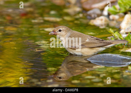 Giardino trillo (Sylvia borin), in piedi la creek e di essere riflessa nell'acqua, Germania, Meclemburgo-Pomerania Occidentale Foto Stock