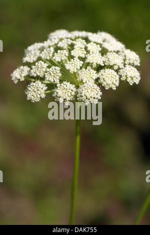 Luna carota (Seseli libanotis), infiorescenza, Germania Foto Stock