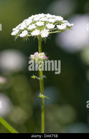 Luna carota (Seseli libanotis), infiorescenza, Germania Foto Stock