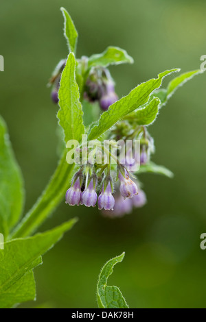 Comfrey comune (Symphytum officinale), fioritura, Germania Foto Stock