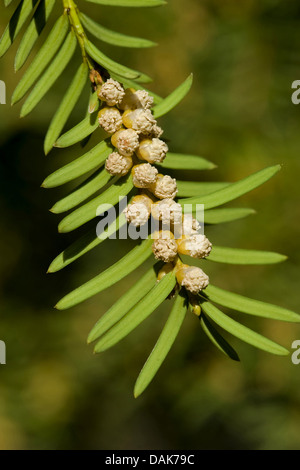 Common yew (Taxus baccata) ramo con fiori maschili, Germania Foto Stock