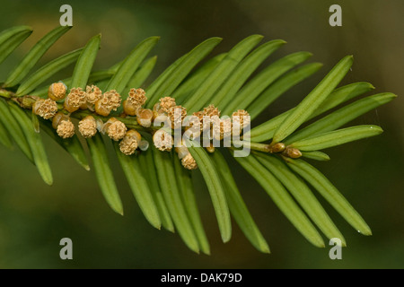 Common yew (Taxus baccata) ramo con fiori maschili, Germania Foto Stock