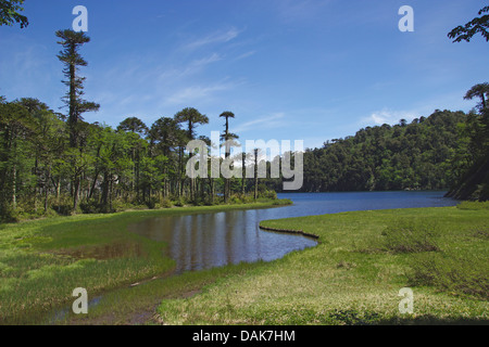 Pino cileno (Araucaria araucana), il Lago El Toro con pini cileno, Cile, Patagonia, Huerquenes Parco Nazionale Foto Stock