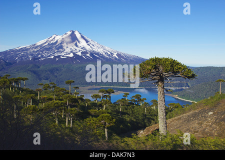 Pino cileno (Araucaria araucana), cileno pini al Lago Conguillio con vulcano Llaima nella luce del mattino, vista dalla Sierra Nevada, Cile, Patagonia, Ande, Conguillio Parco Nazionale Foto Stock