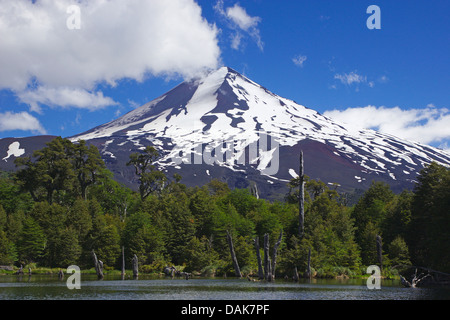 Vulcano Llaima vista dalla Laguna Captron, Cile, Patagonia, Ande, Conguillio Parco Nazionale Foto Stock