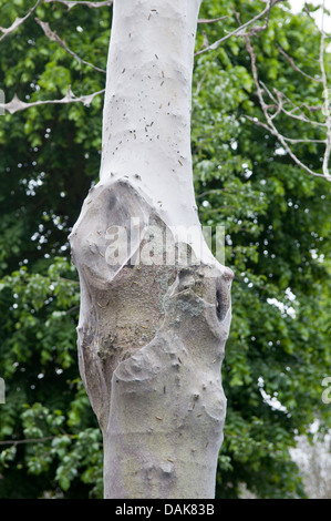 Bird Cherry Ermellino Moth: Yponomeuta evonymella. larve soffocamento alberi nella zona suburbana di street. Hampton Middlesex, Regno Unito. Giugno, 2013 Foto Stock