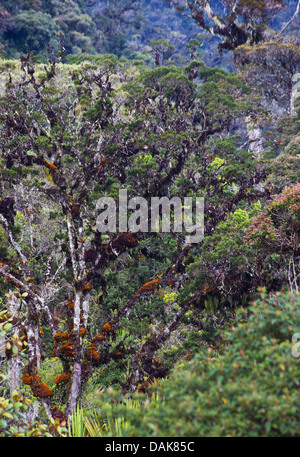 Mossy montane foresta pluviale cresce nelle Highlands di Papua Nuova Guinea Foto Stock