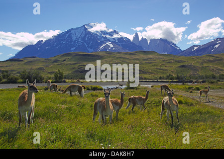 Guanaco (Lama guanicoe), allevamento di fronte al Monte Almirante Nieto e Torres del Paine, Cile, Patagonia, parco nazionale Torres del Paine, Amarga Foto Stock