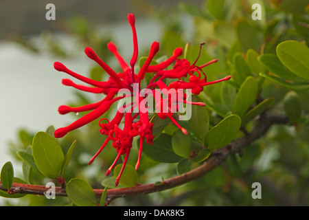 Incendio cileno bush (Embothrium coccineum), infiorescenza, Cile, Patagonia, parco nazionale Torres del Paine Foto Stock