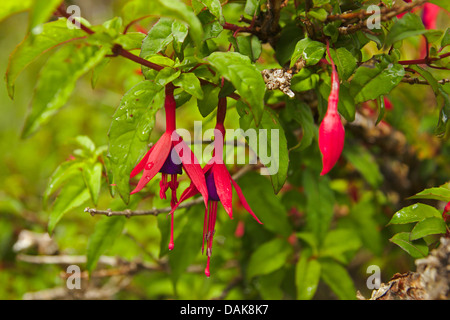 Hardy (Fucsia Fuchsia magellanica), fiori, Cile, Patagonia, parco nazionale Torres del Paine Foto Stock