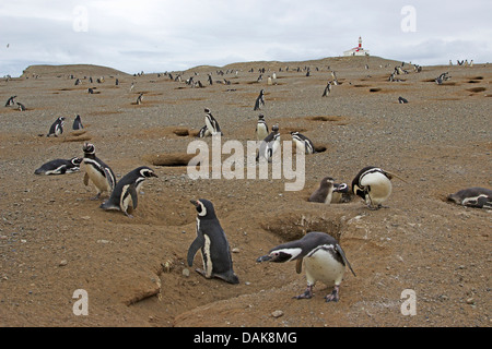 Magellanic penguin (Spheniscus magellanicus), colonia di pinguini, Cile, Isla Magdalena, Punta Arenas Foto Stock