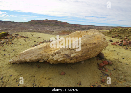 Legno pietrificato di Samiento con silicified tronchi delle palme un conifere del cretaceo età, Argentina, Patagonia, Monumento Naturale Bosque Petrificado Sarmiento Foto Stock