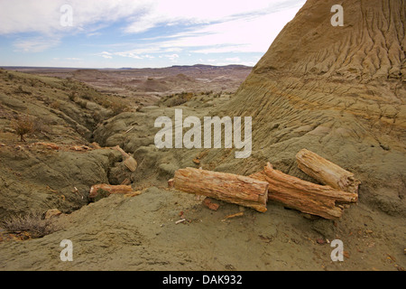 Legno pietrificato di Samiento con silicified tronchi delle palme un conifere del cretaceo età, Argentina, Patagonia, Monumento Naturale Bosque Petrificado Sarmiento Foto Stock