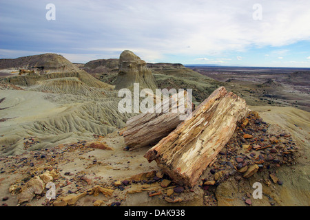 Legno pietrificato di Samiento con silicified tronchi delle palme un conifere del cretaceo età, Argentina, Patagonia, Monumento Naturale Bosque Petrificado Sarmiento Foto Stock