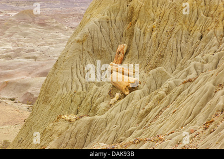 Legno pietrificato di Samiento con silicified tronchi delle palme un conifere del cretaceo età, Argentina, Patagonia, Monumento Naturale Bosque Petrificado Sarmiento Foto Stock