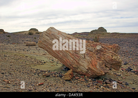 Legno pietrificato di Samiento con silicified tronchi delle palme un conifere del cretaceo età, Argentina, Patagonia, Monumento Naturale Bosque Petrificado Sarmiento Foto Stock