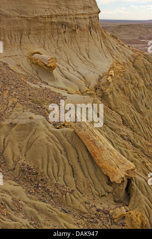 Legno pietrificato di Samiento con silicified tronchi delle palme un conifere del cretaceo età, Argentina, Patagonia, Monumento Naturale Bosque Petrificado Sarmiento Foto Stock