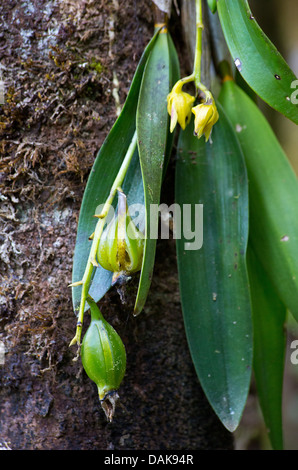 Wild Dendrobium Geotropum orchid, Enga provincia di Papua Nuova Guinea Foto Stock