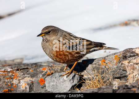 Sordone (Prunella collaris), seduta su una roccia con licheni, Svizzera Vallese Foto Stock