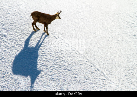 Il camoscio (Rupicapra rupicapra), camoscio in piedi sul campo di neve, Svizzera Vallese, Passo del Gemmi Foto Stock