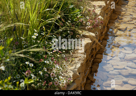 Erigeron karvinskianus nei quattro angoli del giardino RHS a Hampton Court Palace Flower Show 2013. Foto Stock