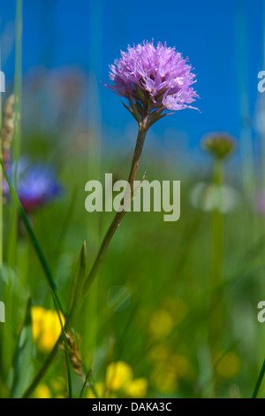 Globo orchidea (Traunsteinera globosa), fioritura, Foto Stock