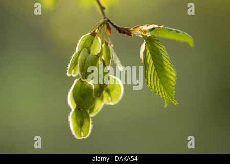 Unione di olmo, bianco europeo olmo (Ulmus laevis), il ramo con frutti in presenza di luce solare, Germania Foto Stock