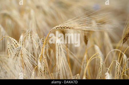 Quasi pronti per la raccolta di orzo invernale è raffigurato su un campo in Brueck, Germania, 05 luglio 2013. Agli agricoltori tedeschi si aspettano solo un raccolto medio di 45 milioni di tonnellate di quest'anno, a causa delle inondazioni e di cattive condizioni meteorologiche. Foto: Ralf Hirschberger Foto Stock