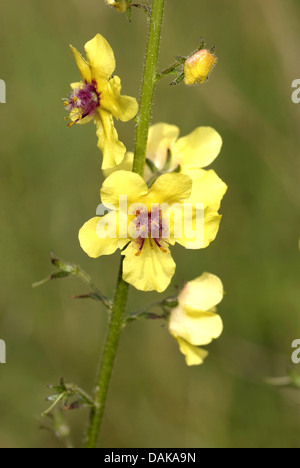 White moth mullein (Molène blattaria), fiori, Germania Foto Stock