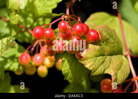 Viburno-rose viburnum (Viburnum opulus), frutti su un ramo, Germania Foto Stock