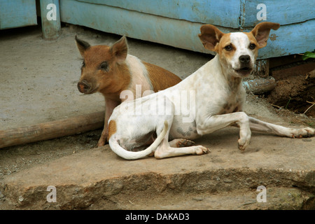 Suini domestici (Sus scrofa f. domestica), il cane e il maiale che stabilisce insieme al bordo della strada, Cuba Foto Stock