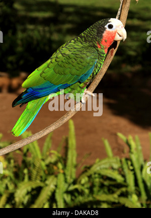 Amazon cubano (Amazona leucocephala), su un ramoscello, Cuba Foto Stock