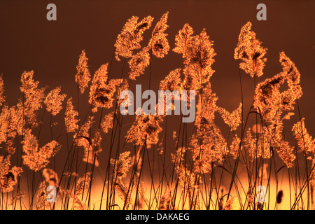 Erba reed, cannuccia di palude (Phragmites communis, Phragmites australis), tramonto nella zona di reed, in Germania, in Sassonia, Oberlausitz, Niederspree NSG Foto Stock