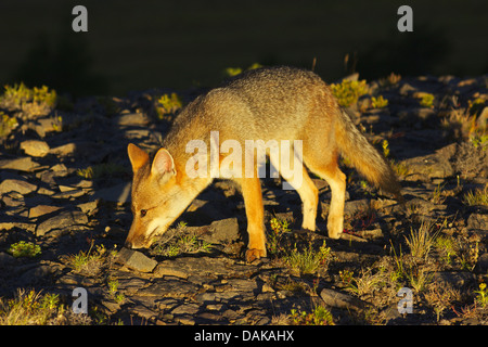 Colpeo Wolf, Culpeo, Culpeo zorro, Andino fox, Andino Wolf (Dusicyon culpaeus, Pseudalopex culpaeus, Lycalopex culpaeus), nelle prime ore del mattino , Cile, Patagonia, Villa Castillo Foto Stock