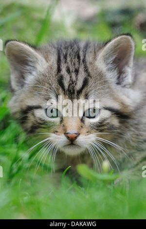 Gatto selvatico europeo, foresta gatto selvatico (Felis silvestris silvestris), il ritratto di un gattino Foto Stock